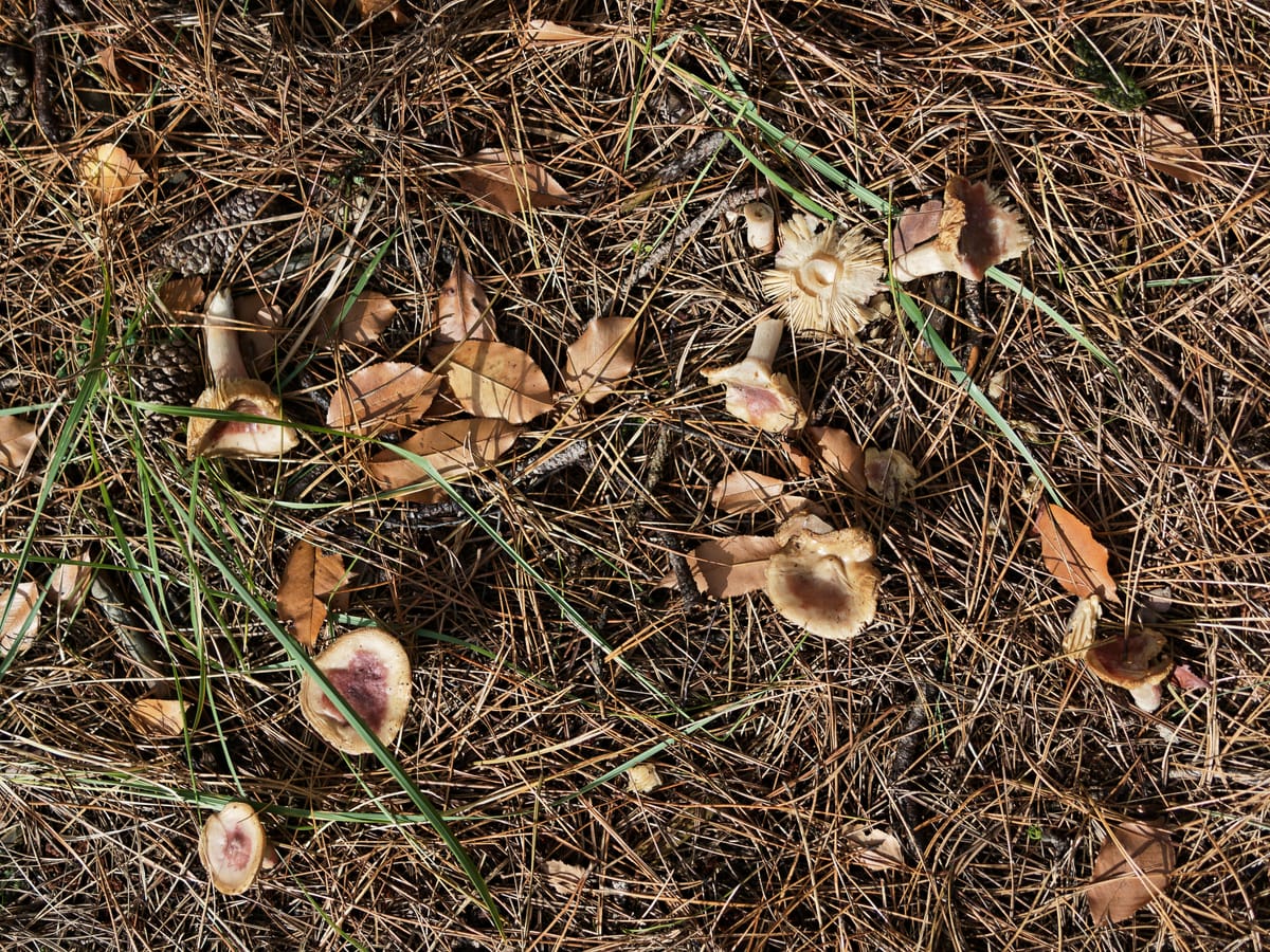 Ontplofte paddenstoelen in het bos