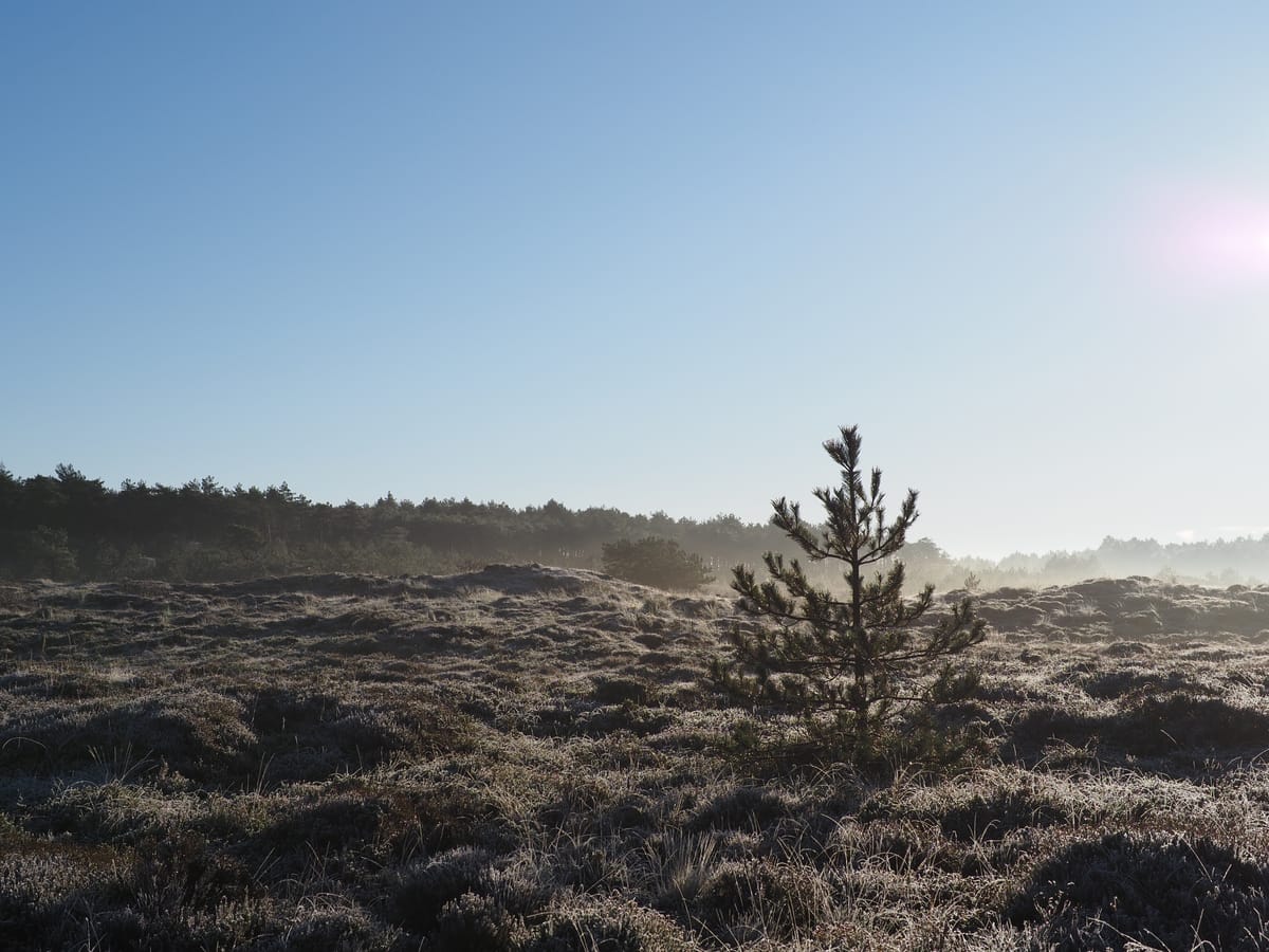 Een eenzame boom in de kou