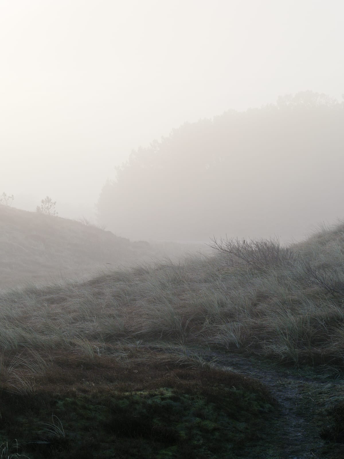 Duinen bij Hargen in de mist