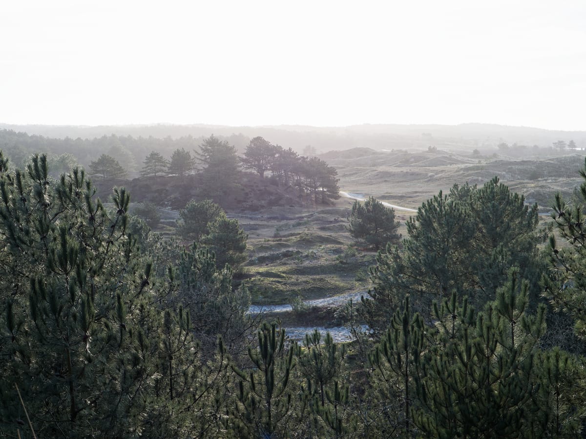 Uitzicht op de Schoorlse duinen