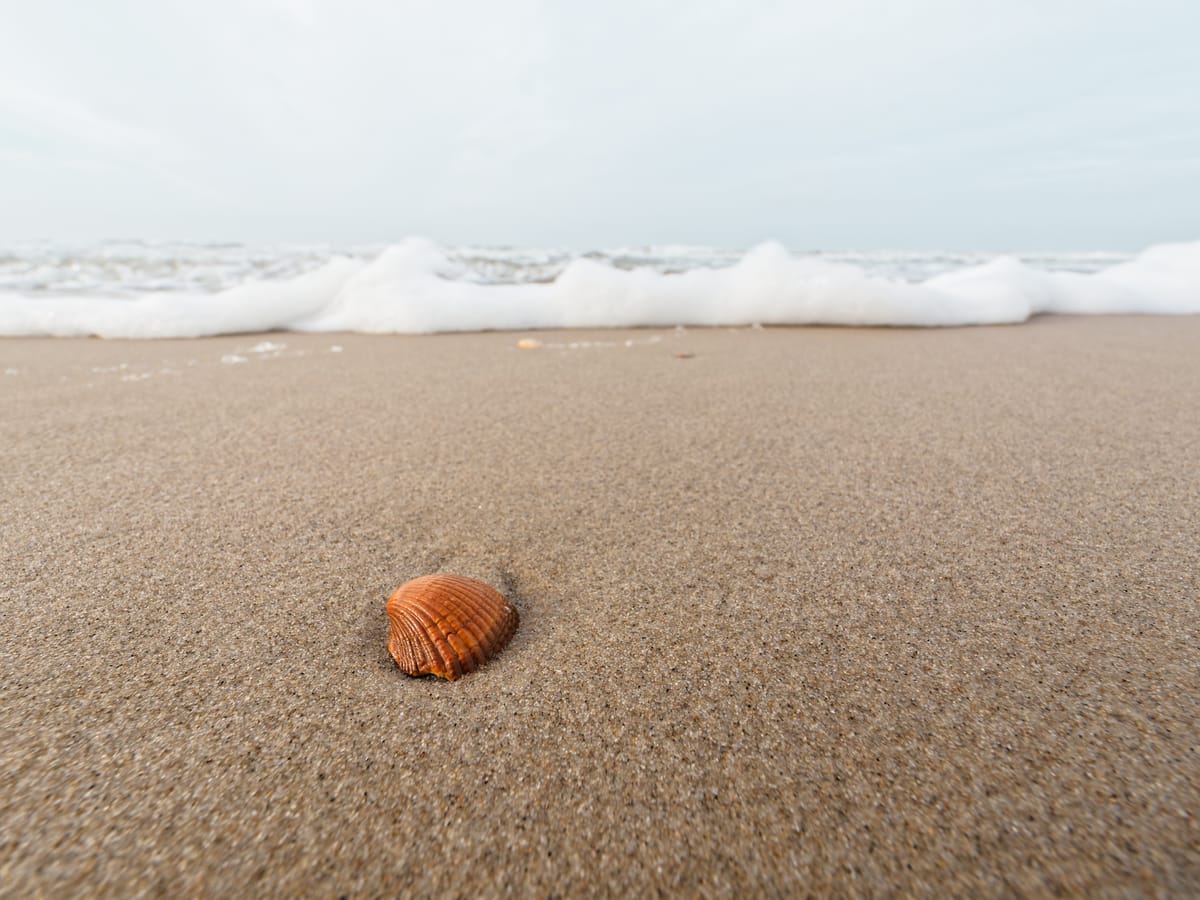 Foto van een schelp met de Olympus 8-15mm f4.0 op 8mm