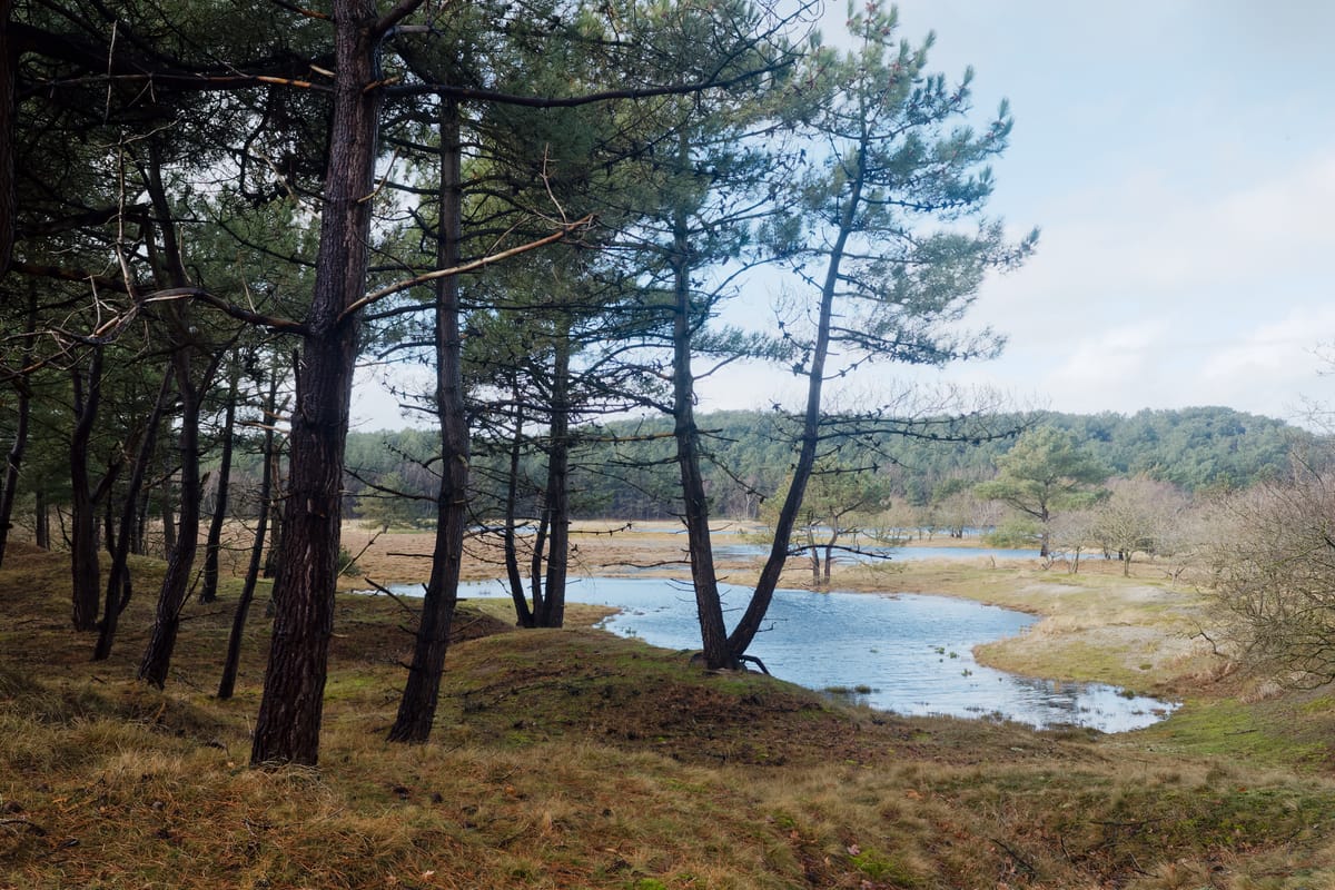 Natte duinen